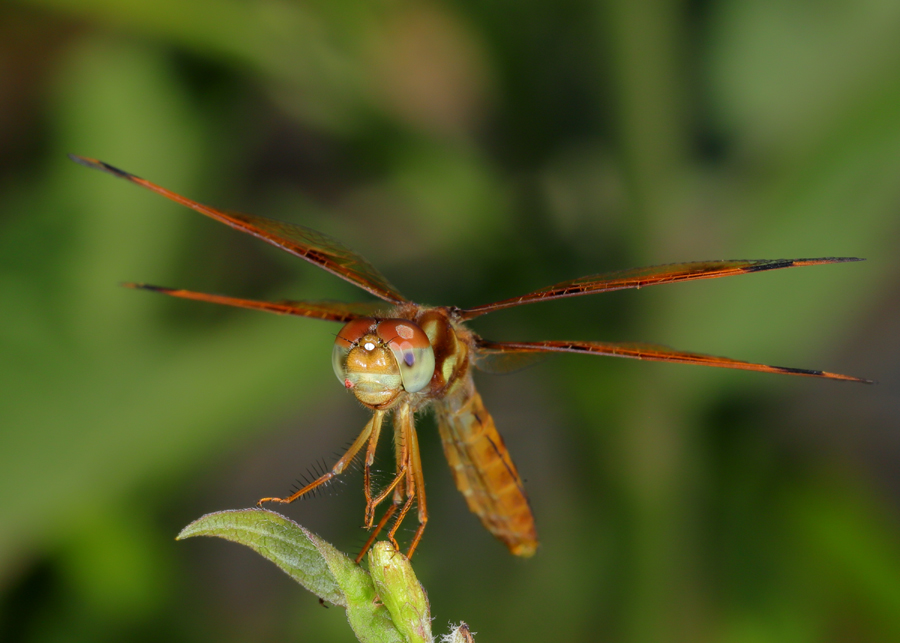 Dragonflies and Damselflies – Catchfly Commons