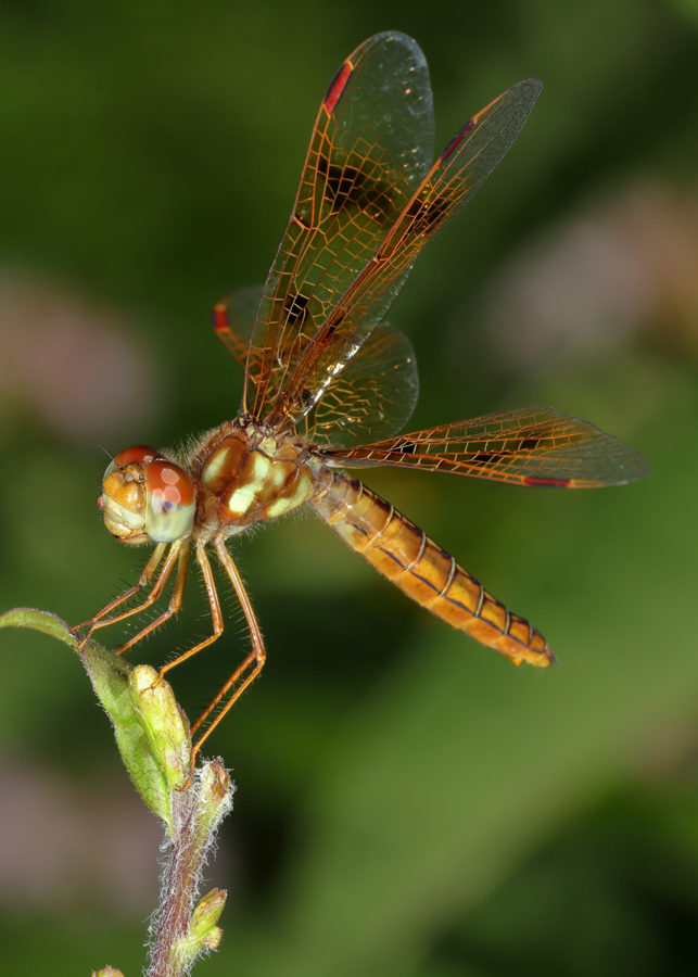 Dragonflies and Damselflies – Catchfly Commons