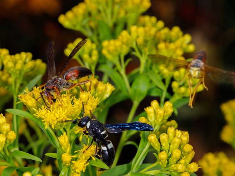 Open Garden Sept 20, 2025 (10am – 3pm)