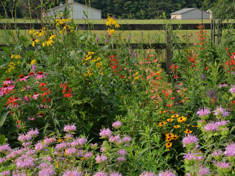 Creating Your Native Plant Garden