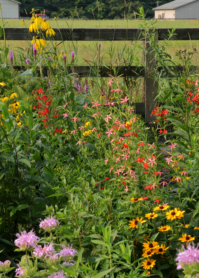 Roundleaf Catchfly 2026 Open Garden Date – Catchfly Commons