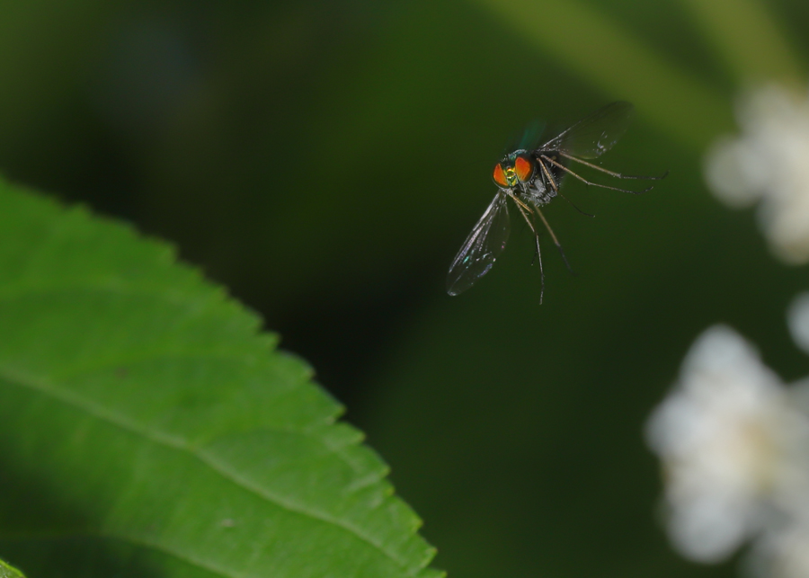 Flies – Catchfly Commons