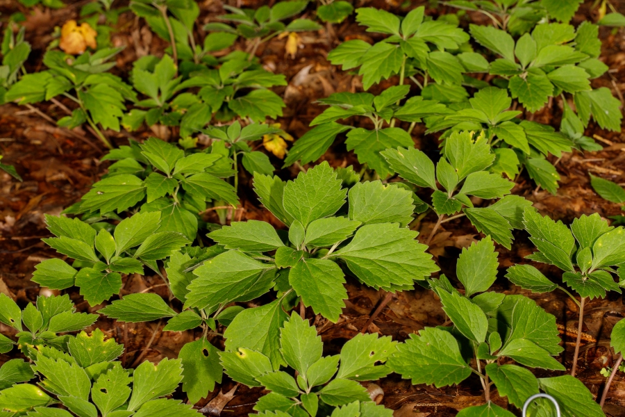 Native Groundcovers: Made in the Shade Part II – Catchfly Commons