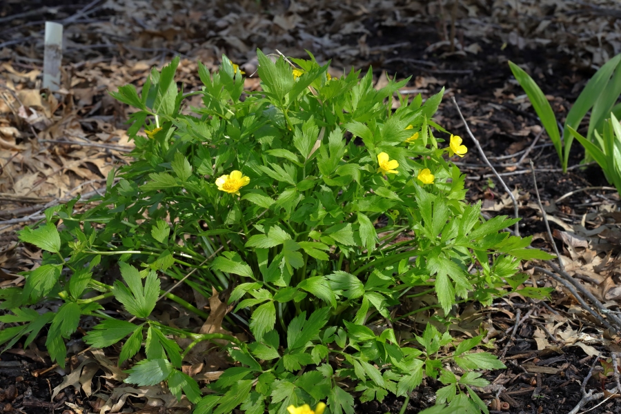 Native Groundcovers: Made in the Shade Part II – Catchfly Commons