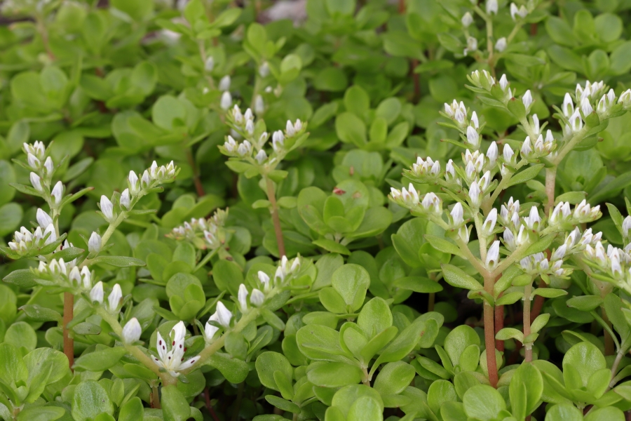 Native Groundcovers: Made in the Shade Part II – Catchfly Commons