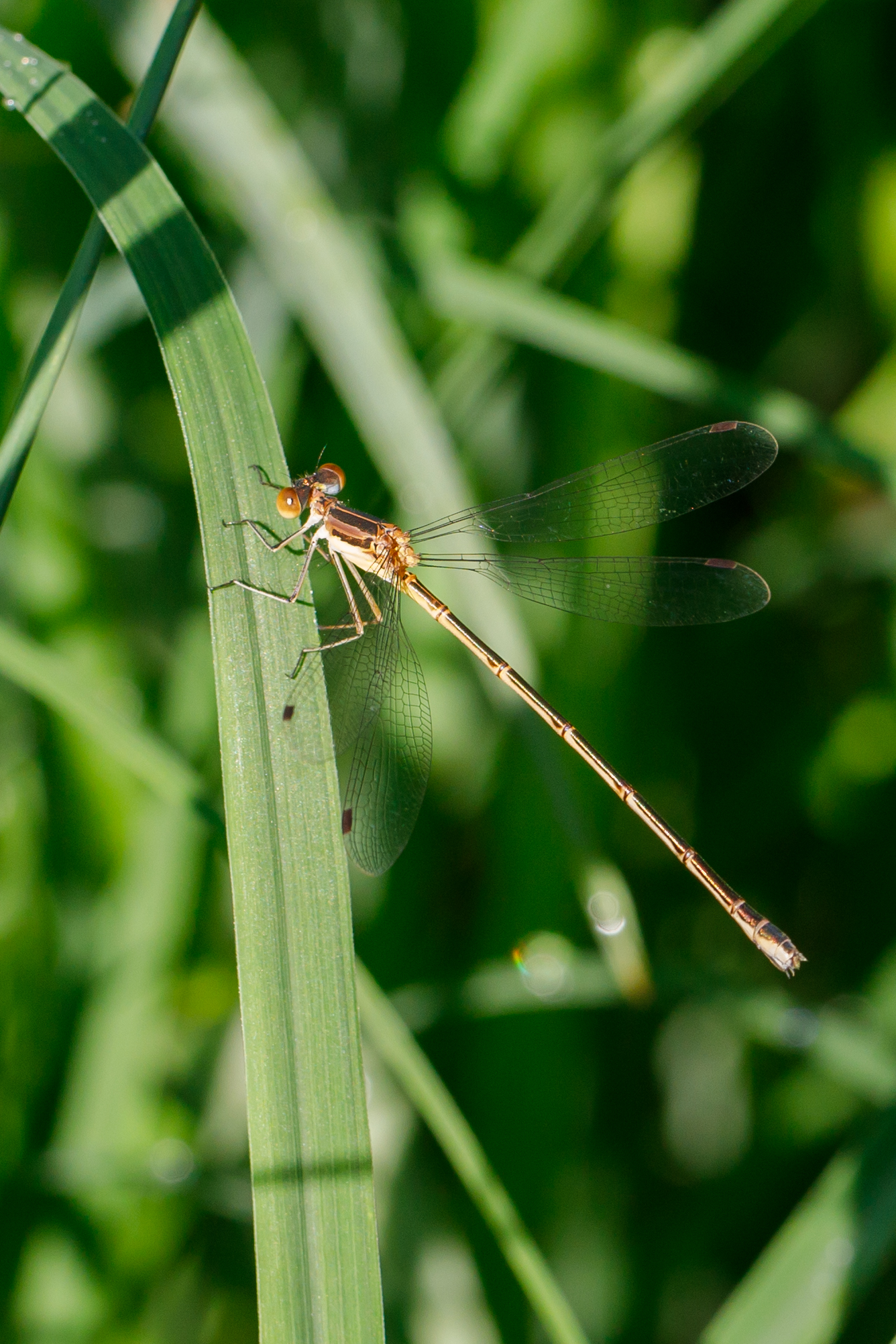 Dragonflies and Damselflies – Catchfly Commons