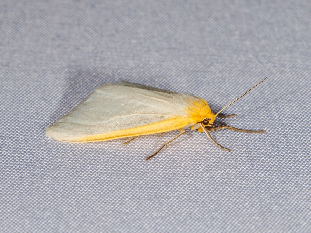 Mothing Night (8.4.2025)