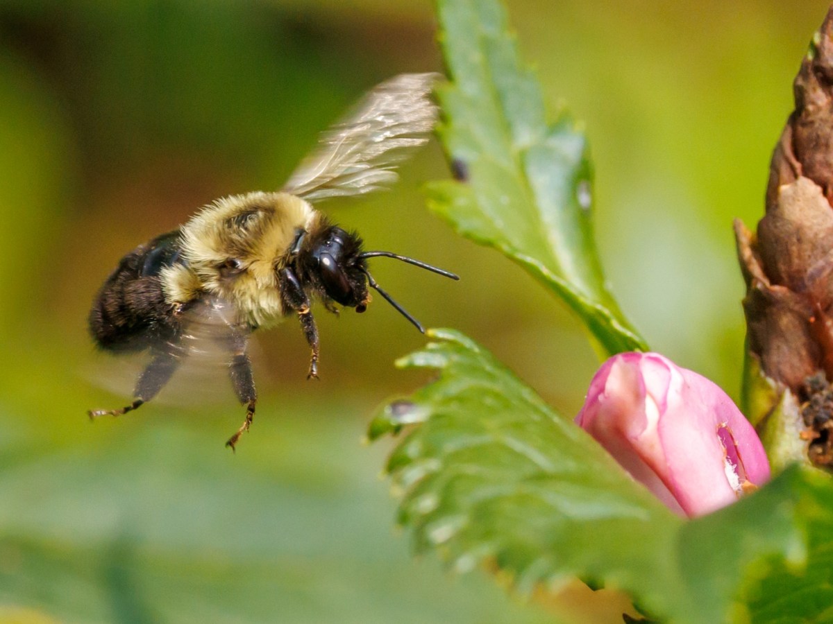 Biodiversity at Catchfly Commons