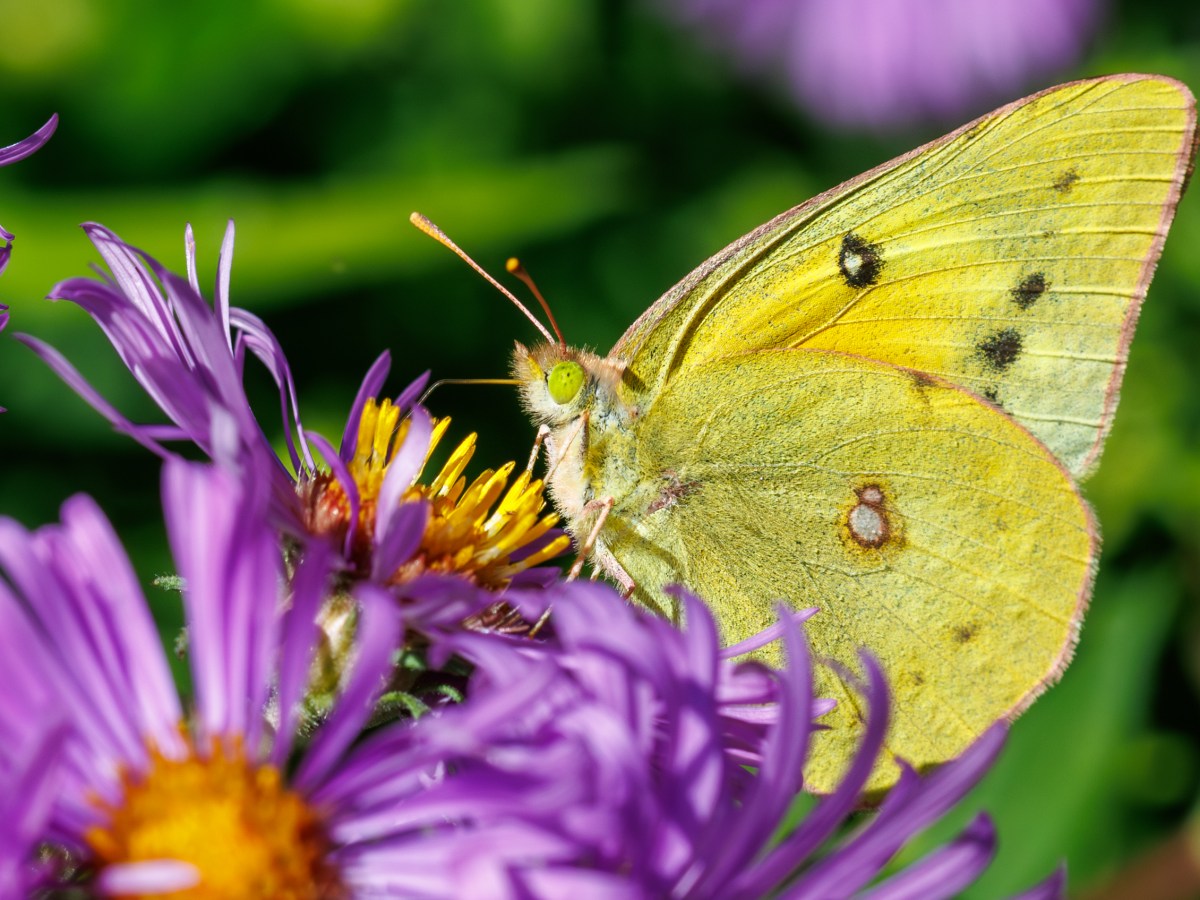 Video Series on Asters, Goldenrods and Coneflowers