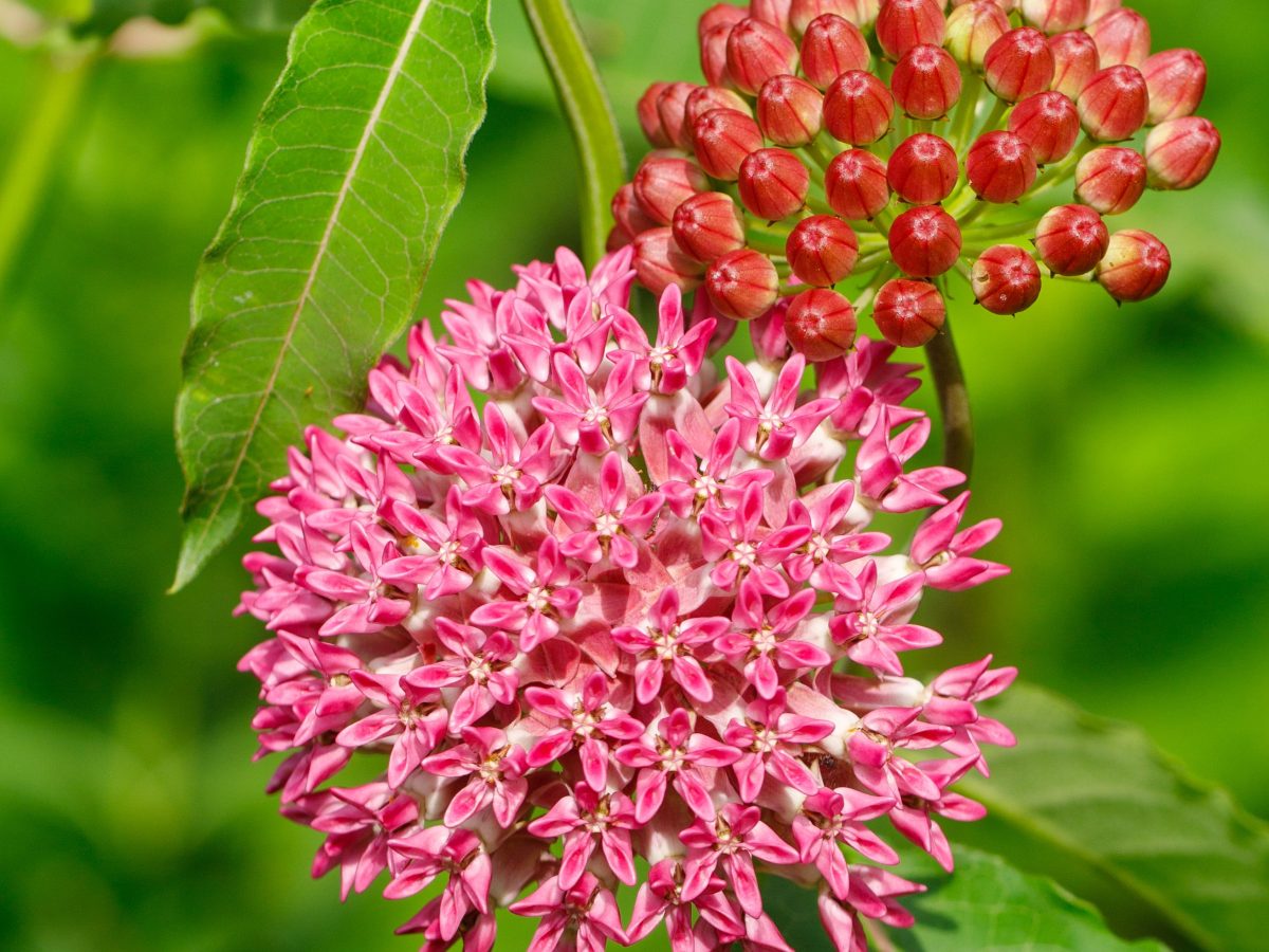 Open Garden July 4, 2026 (9am – 2pm)