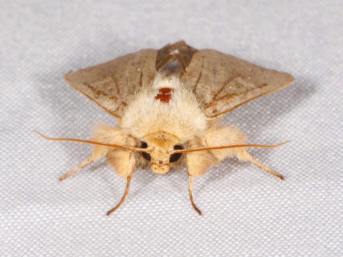 Mothing Night (6.6.2026)