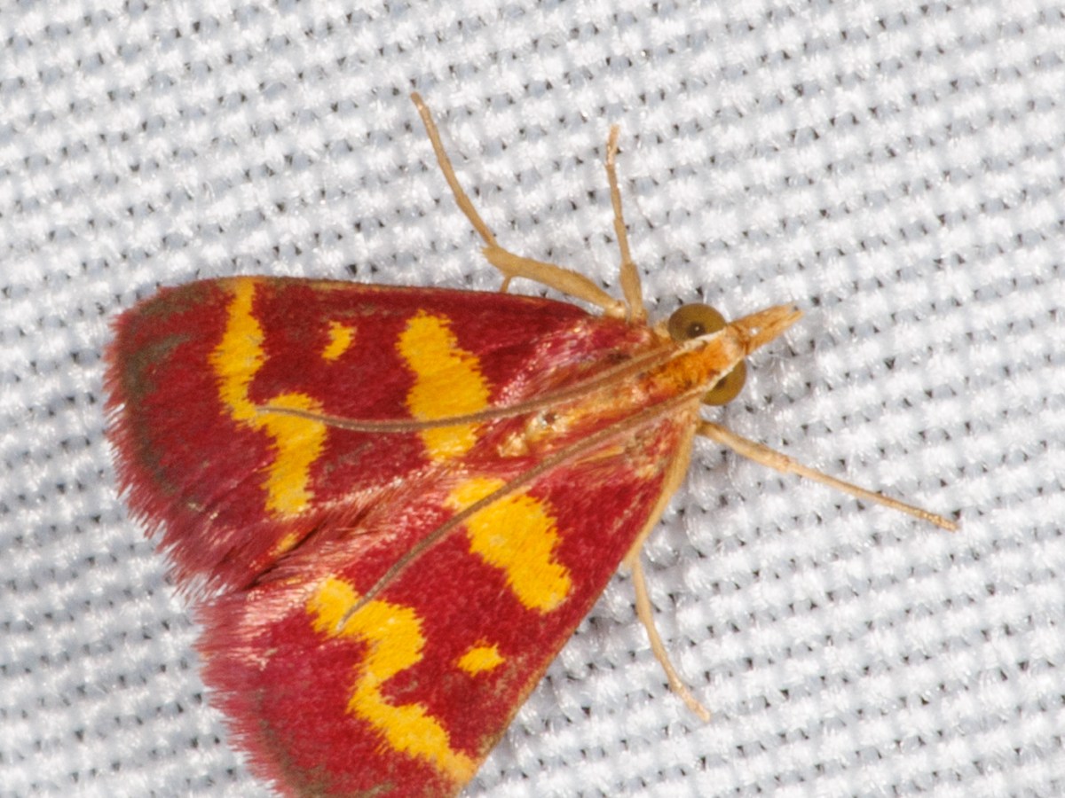 August 22nd Mothing