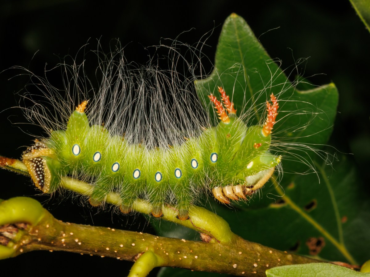Night Time Caterpillar Safari
