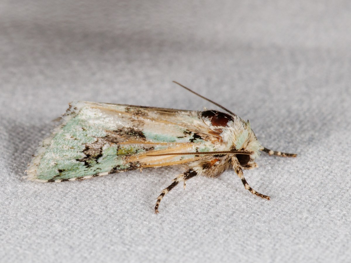September 2nd Caterpillars and Moths